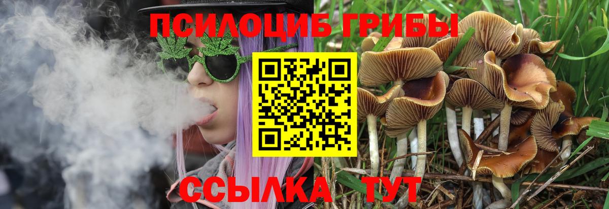 Черногорск  Галлюциногенные грибы Psilocybe  Вход с VPN  Псилоцибиновые грибы Psilocybine cubensis 
